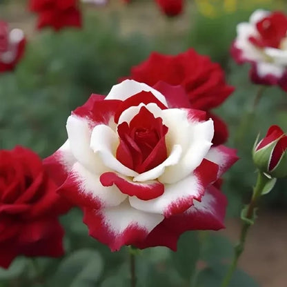 🌹 200/1000 szt. rzadkich nasion bliźniaczej czerwonej i białej róży — Vibrant Garden Blooms