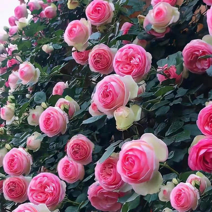 🌈 Róże pnące najwyższej jakości 🌹 Szybko rosnące, łatwe w pielęgnacji i bardzo pachnące ✨ Idealne do każdego ogrodu