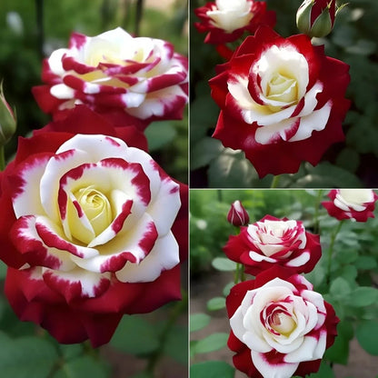 🌹 200/1000 szt. rzadkich nasion bliźniaczej czerwonej i białej róży — Vibrant Garden Blooms