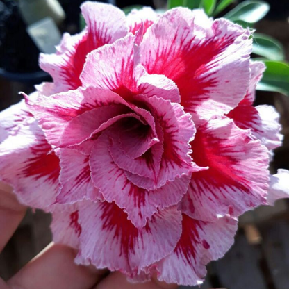🔥Wyhoduj Królową Pustyni – teraz w obniżonej cenie!🎁 😍Uwielbia kwitnąć, długi okres kwitnienia 🌵 Róża Pustyni