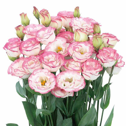 🔥Ostatni dzień wyprzedaży💝Eustoma Thornless Rose💐Lisianthus Seeds