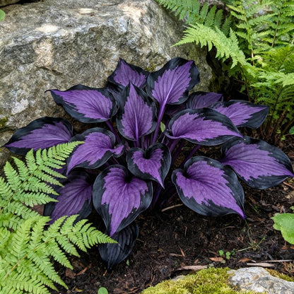 💥2025 Gorąca wyprzedaż 🌌Nasiona hosty Midnight Purple Heart, wieloletnia roślina cieniolubna do ogrodu