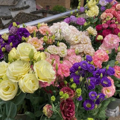 🔥Ostatni dzień wyprzedaży💝Eustoma Thornless Rose💐Lisianthus Seeds