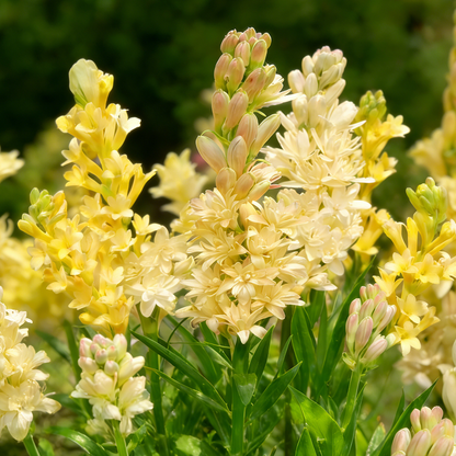 🌺Podwójne perfumowane cebulki tuberozy – Moon Garden Flower