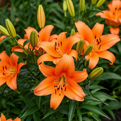 🌺Perfumowane cebulki lilii – świeże i słodkie