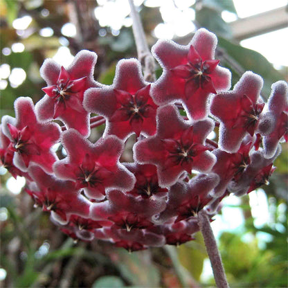 ✨Cebule Hoya – gwiazdy spadające z nieba✨