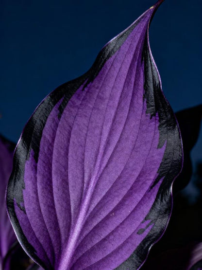 💥2025 Gorąca wyprzedaż 🌌Nasiona hosty Midnight Purple Heart, wieloletnia roślina cieniolubna do ogrodu
