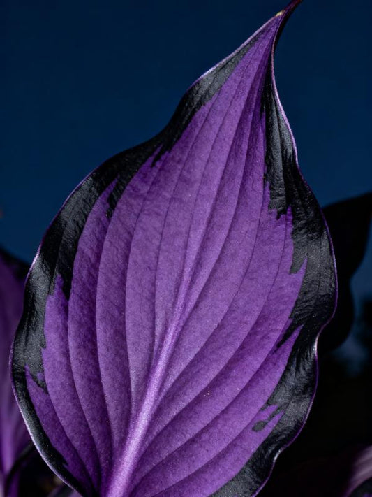 💥2025 Gorąca wyprzedaż 🌌Nasiona hosty Midnight Purple Heart, wieloletnia roślina cieniolubna do ogrodu