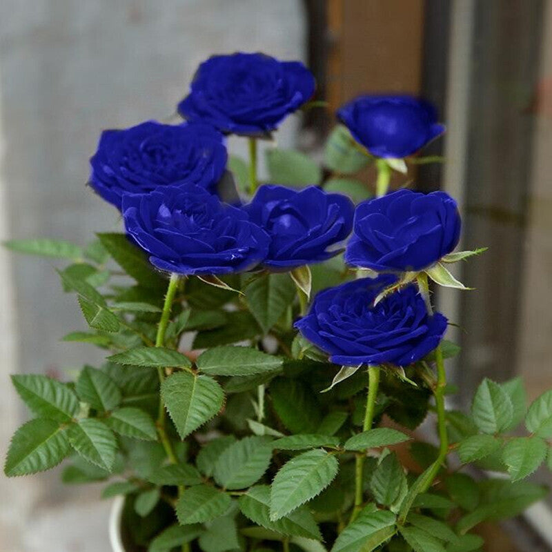 💙NASIONA RÓŻY BLUE ENCHANTRESS✨