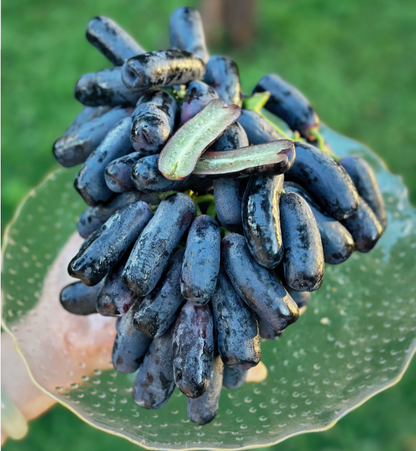 🔥 OSTATNI DZIEŃ PROMOCJI - 30% ZNIŻKI 💜 Winogrona Sweet Sapphire (rzadkie winogrona palczaste) 🍇
