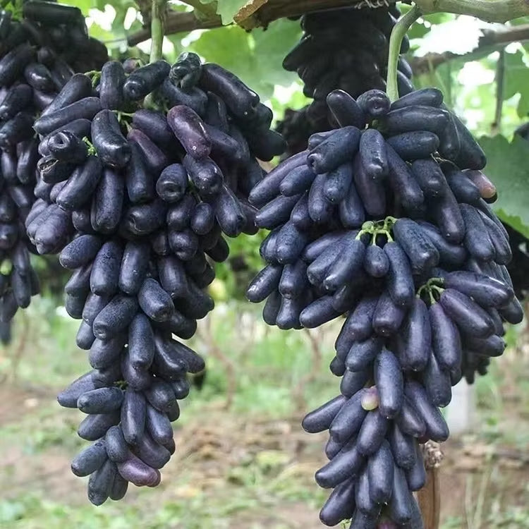 🔥 OSTATNI DZIEŃ PROMOCJI - 30% ZNIŻKI 💜 Winogrona Sweet Sapphire (rzadkie winogrona palczaste) 🍇