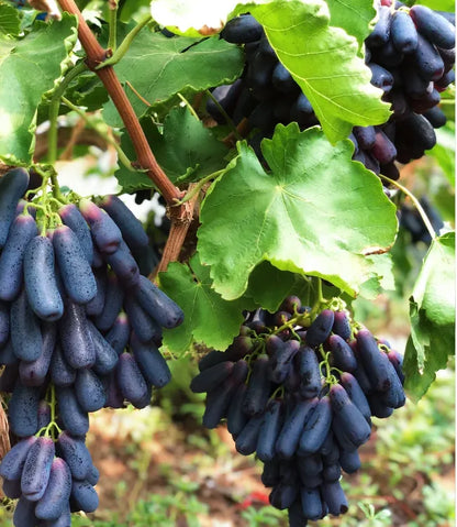 🔥 OSTATNI DZIEŃ PROMOCJI - 30% ZNIŻKI 💜 Winogrona Sweet Sapphire (rzadkie winogrona palczaste) 🍇