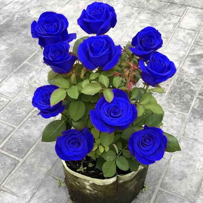 💙NASIONA RÓŻY BLUE ENCHANTRESS✨