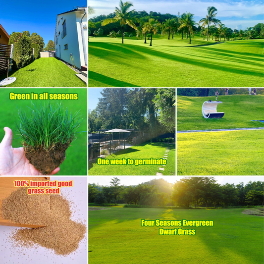 🌱 Nasiona trawy karłowatej Four Seasons Evergreen | Stwórz swój idealny trawnik, zaczynając tutaj!