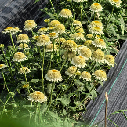 Nasiona jeżówki (Echinacea)