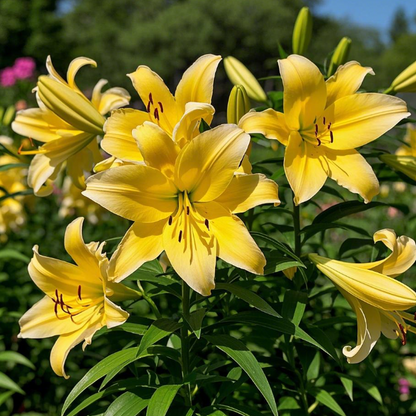 🌺Perfumowane cebulki lilii – świeże i słodkie