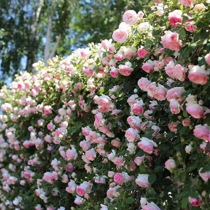 🌺Nasiona róży pnącej