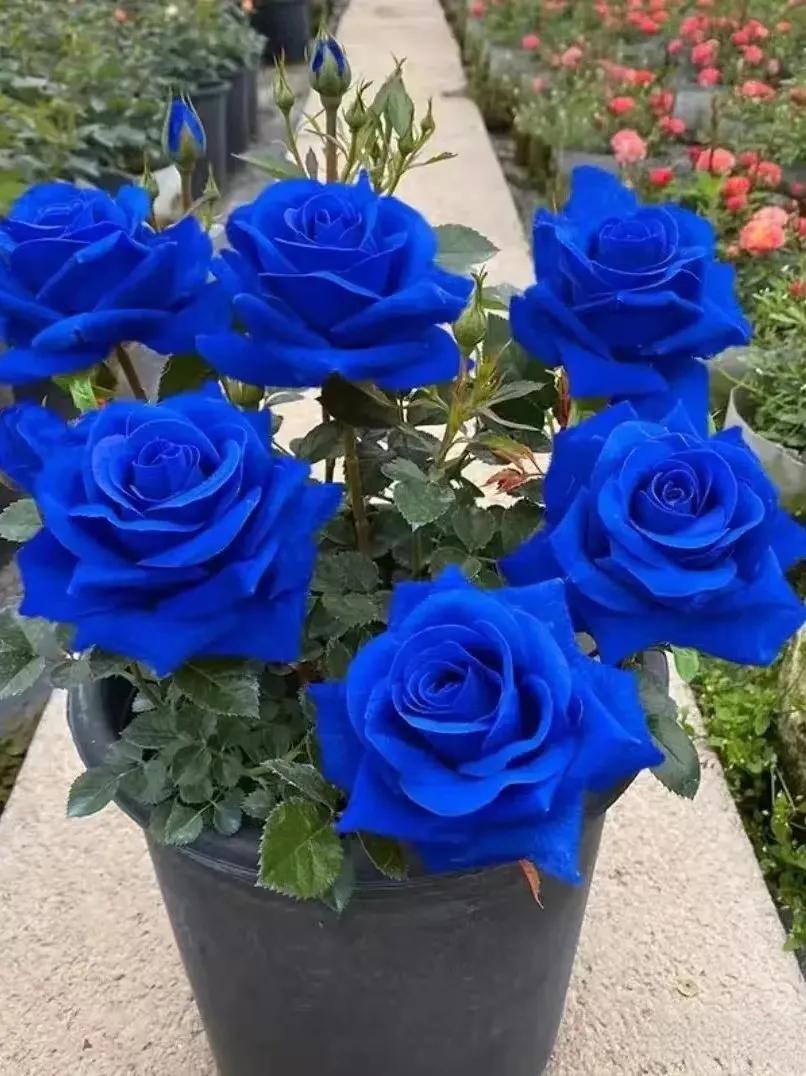 💙NASIONA RÓŻY BLUE ENCHANTRESS✨