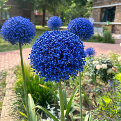Allium Giganteum Ozdobny kwiat cebulowy