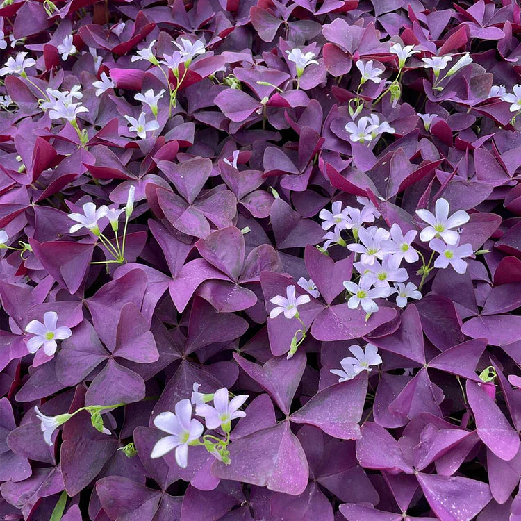 💜Cebule szczawika Purple Luck