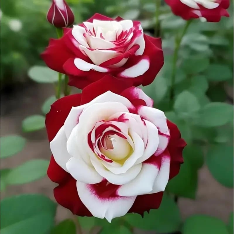 🌹 200/1000 szt. rzadkich nasion bliźniaczej czerwonej i białej róży — Vibrant Garden Blooms
