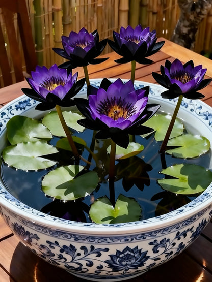🌌💜 Lotos cienisty – rzadka piękność w Twoim ogrodzie🌸