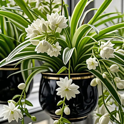 Nasiona/cebulki rośliny pająka Grand Bloom 💐 Wiszące arcydzieło natury pełne koloru i wdzięku