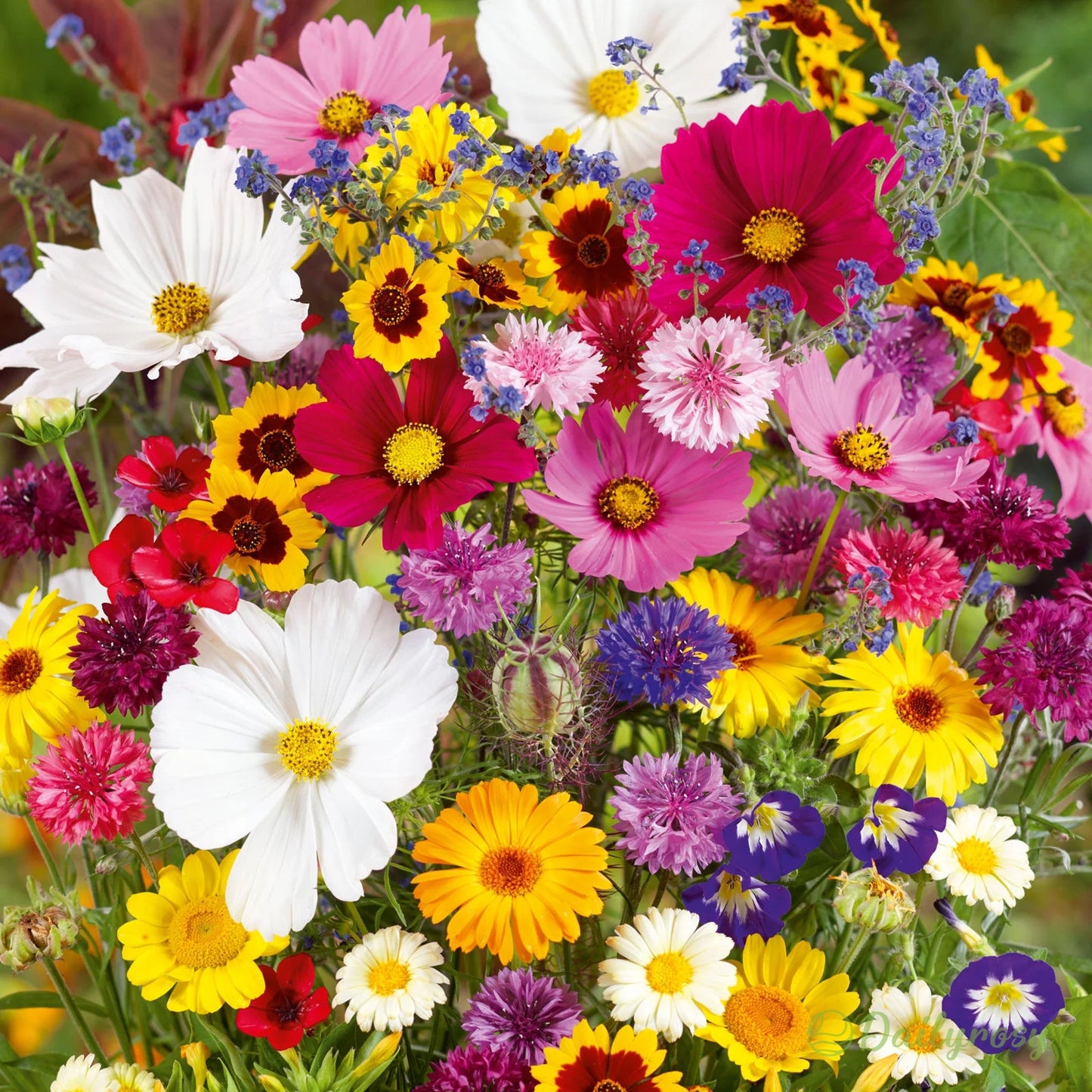 🔥Ostatni dzień wyprzedaży💐Mieszane nasiona kwiatów bylinowych - ponad 60 rodzajów mieszanych