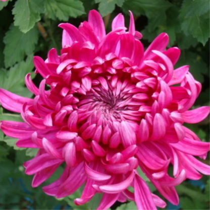 🌺Kwiat Elegancji🌼Gigantyczne Nasiona Chryzantemy