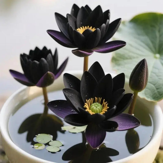 Nasiona lotosu Bowl