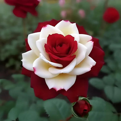 🌹 200/1000 szt. rzadkich nasion bliźniaczej czerwonej i białej róży — Vibrant Garden Blooms