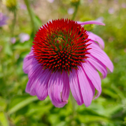 Nasiona jeżówki (Echinacea)