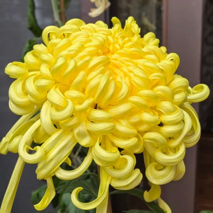 🌺Kwiat Elegancji🌼Gigantyczne Nasiona Chryzantemy