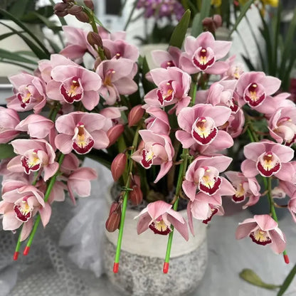 👑 Królowa Orchidei – Długowieczne Cebule Cymbidium