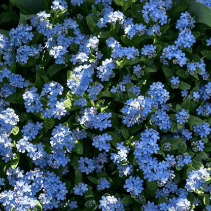 Nasiona niezapominajki Blue Memory – kwiaty do ogrodu wiejskiego o sprawdzonej jakości 🌿💙