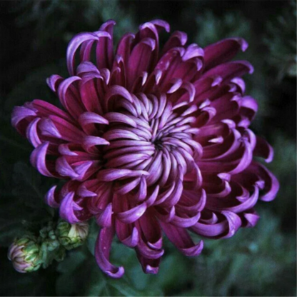 🌺Kwiat Elegancji🌼Gigantyczne Nasiona Chryzantemy