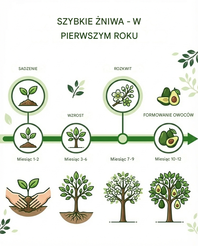 Sadzonka meksykańskiego awokado (owoce w pierwszym roku)