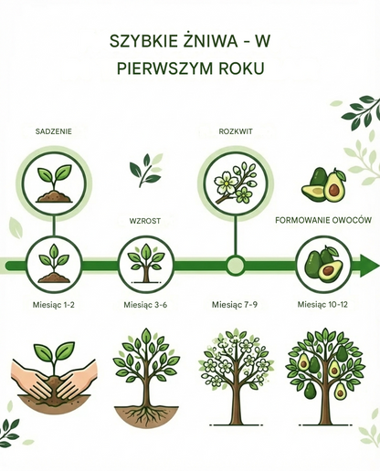Sadzonka meksykańskiego awokado (owoce w pierwszym roku)