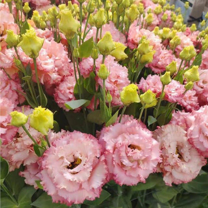 🔥Ostatni dzień wyprzedaży💝Eustoma Thornless Rose💐Lisianthus Seeds