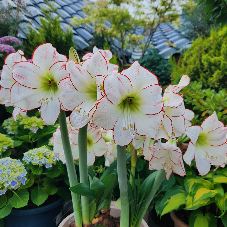 Cebulki amarylisów o podwójnych kwiatach🌼