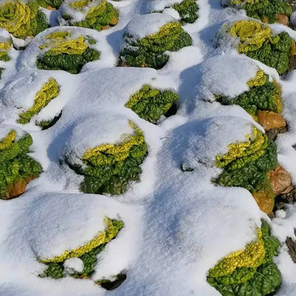 Nasiona Brassica Narinosa (WuTat Choy)