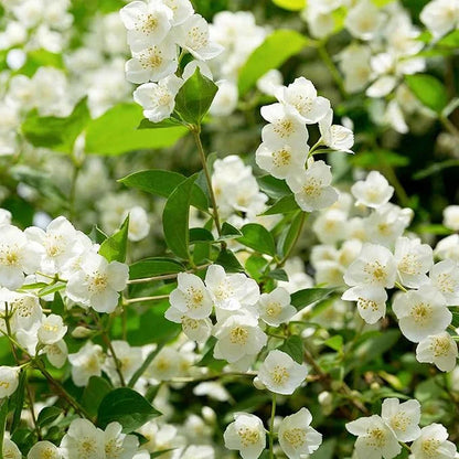 OSTATNI DZIEŃ PROMOCJI - 35% ZNIŻKI 🌸 Roślina doniczkowa Jaśmin (🌱Gwarancja przetrwania: Darmowa wymiana🌿)