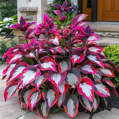 🔥Ostatni dzień wyprzedaży🔥Nasiona rzadkiej funkii premium🌿Roślina odporna na cień