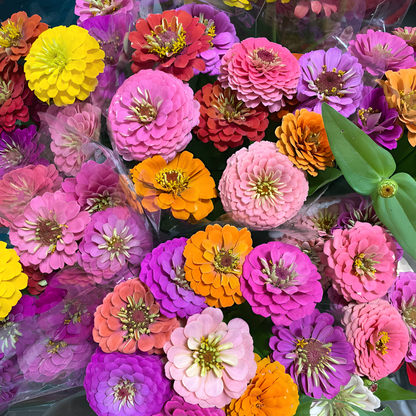 🌺Nasiona podwójnej cyni w mieszanych kolorach