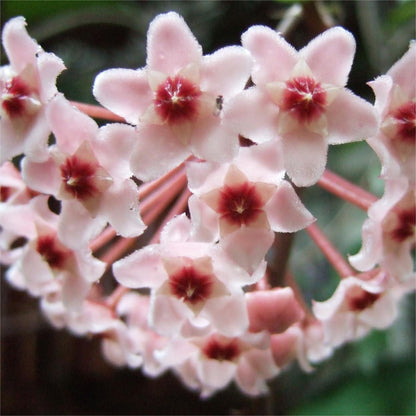 ✨Cebule Hoya – gwiazdy spadające z nieba✨