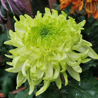 🌺Kwiat Elegancji🌼Gigantyczne Nasiona Chryzantemy