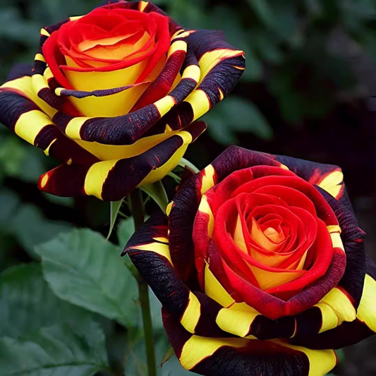 Rzadka róża "Firebird" - Love Flower