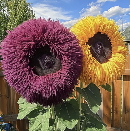 🌻 Uroczy gigantyczny miś słonecznikowy 🔆