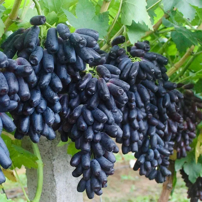 🔥 OSTATNI DZIEŃ PROMOCJI - 30% ZNIŻKI 💜 Winogrona Sweet Sapphire (rzadkie winogrona palczaste) 🍇