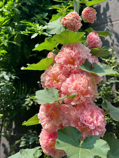 Nasiona malwy dwupłatkowej